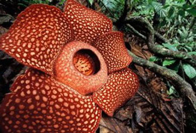 ТОП-10 самых удивительных растений Земли (ФОТО). Раффлезия